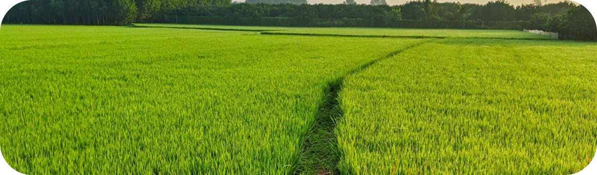 Lush green crop field