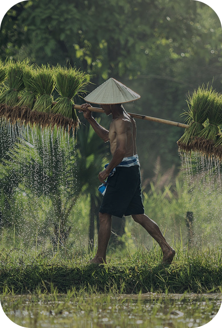 Farmer walking through a field