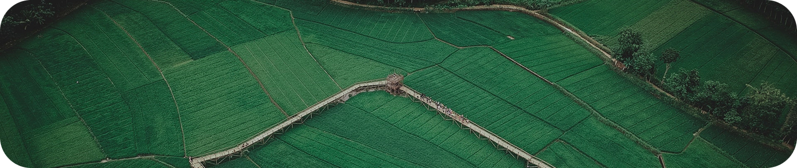 Aerial view of cultivated farmland