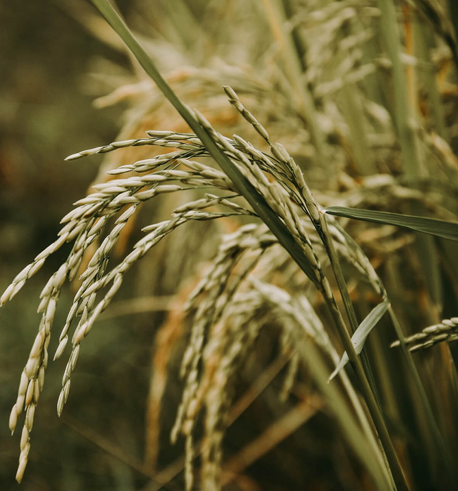 Close-up of wheat in a field